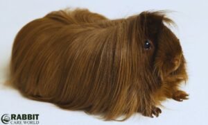 Long Haired Guinea Pig Care