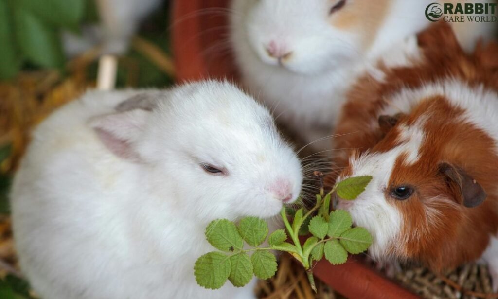 Rare Breeds of Guinea Pigs