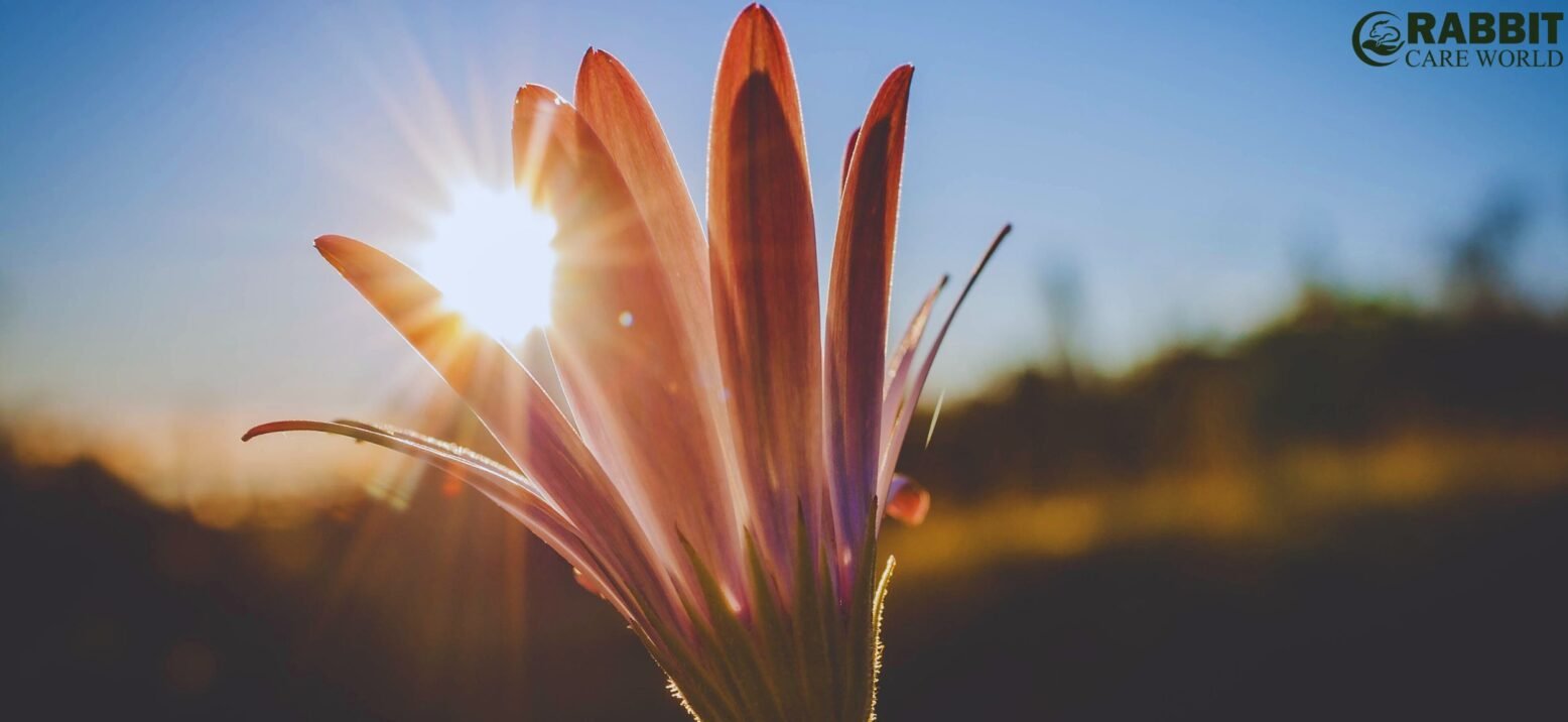 Summer Sunlight Precautions