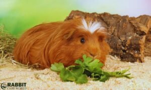 What Is The Best Diet For a Guinea Pig