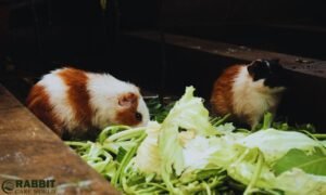 What Veg Can Guinea Pigs Eat