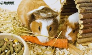 What is a Guinea Pig's Favorite Food