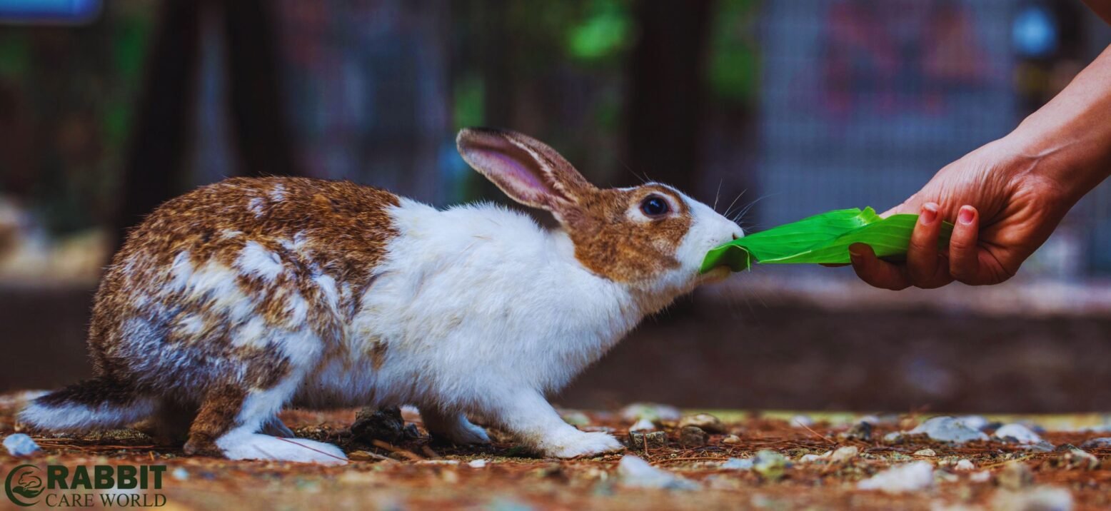 feeding