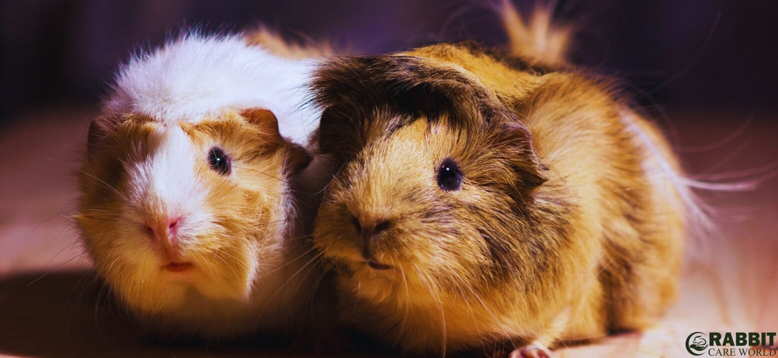 Introduction To Teddy Guinea Pigs 