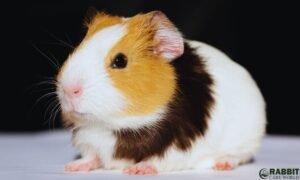 Teddy Guinea Pigs