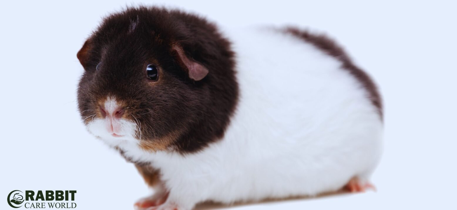 Introduction To Himalayan Guinea Pigs