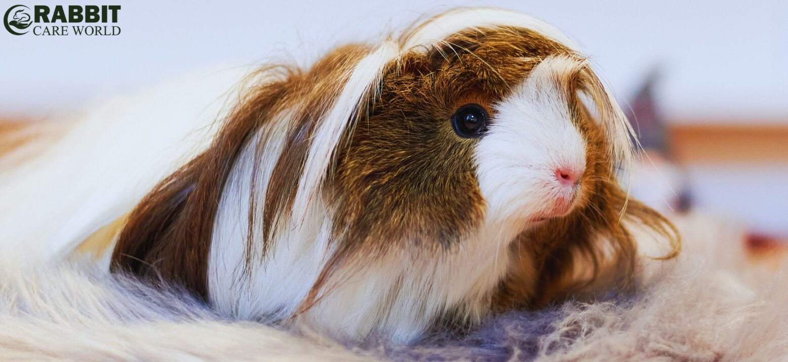 Introduction To Long Haired Guinea Pigs