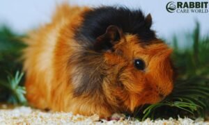 Are Guinea Pigs High Maintenance