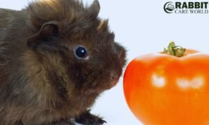 Do Guinea Pigs Eat Tomatoes