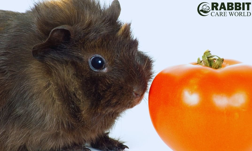 Do Guinea Pigs Eat Tomatoes: Nutrition Guide and Safety Tips
