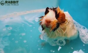Do Guinea Pigs Need Baths