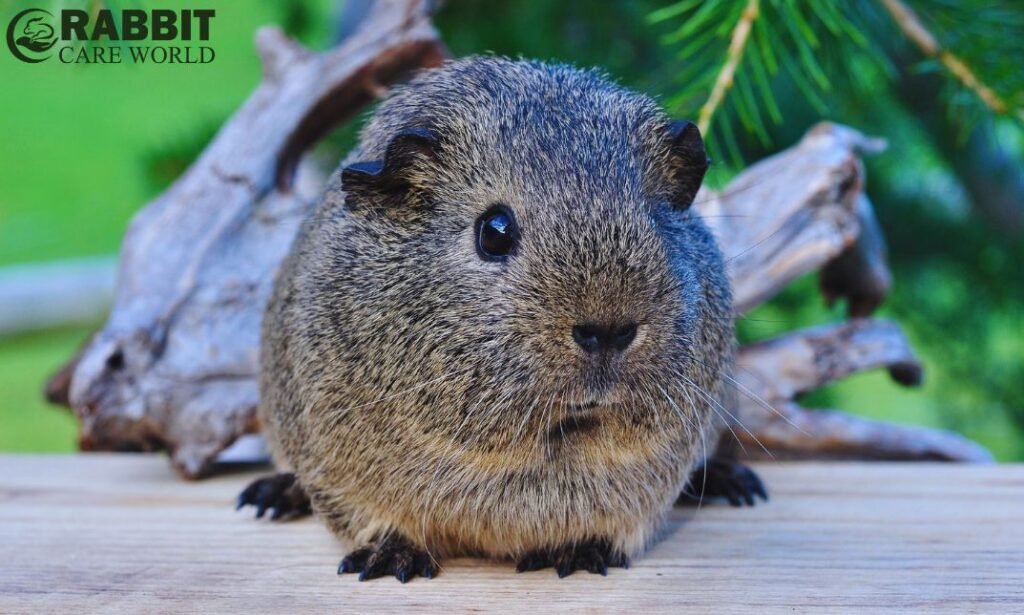 Do Guinea Pigs Smell a Lot