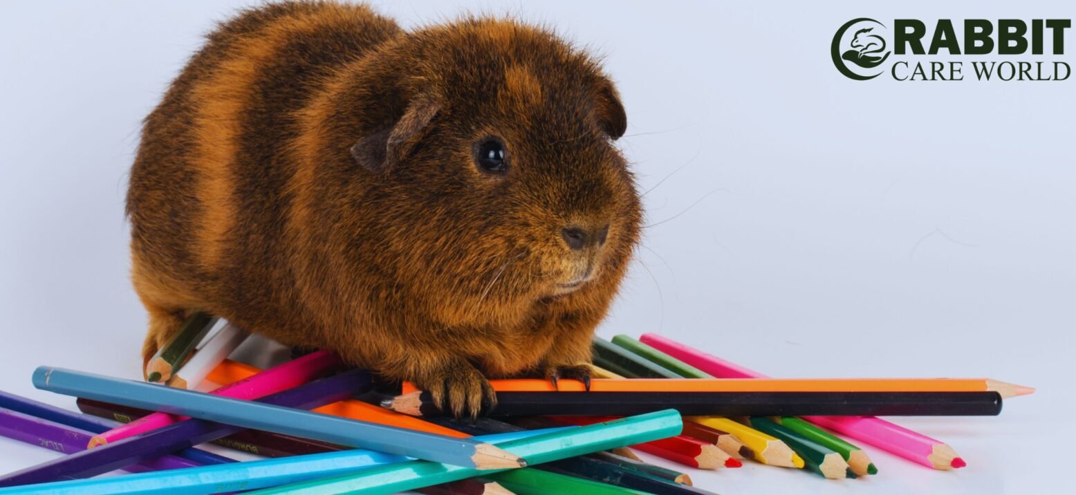 Exercise And Enrichment