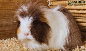 How Long Do Indoor Guinea Pigs Live