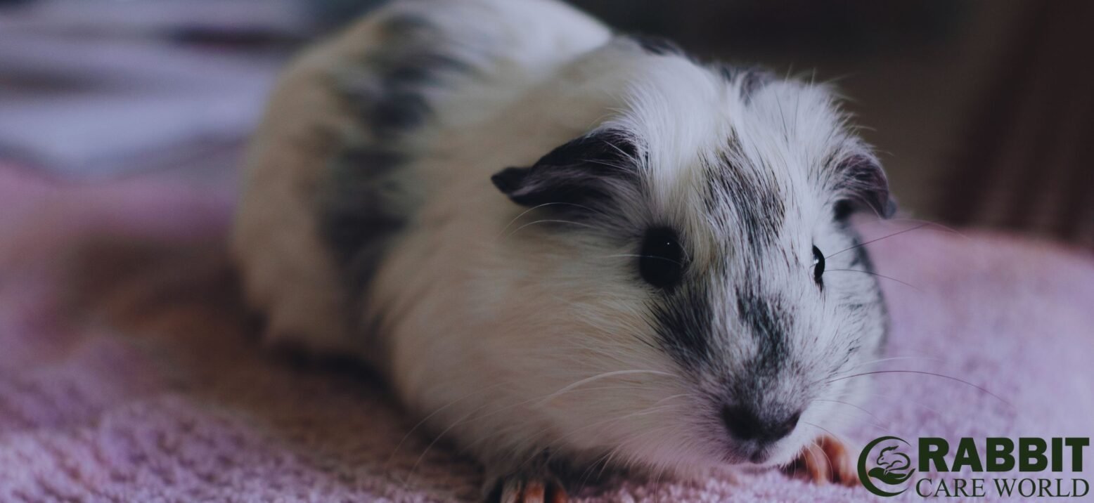 Indoor Guinea Pigs Lifespan Basics