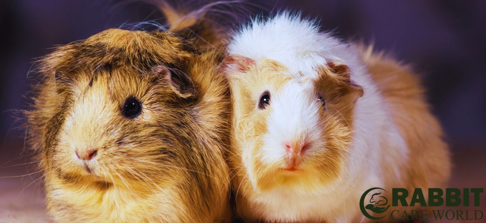 Monitoring Your Pet's Reaction