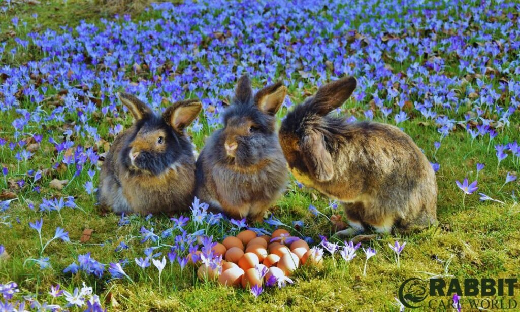 Rabbit Care Guidelines