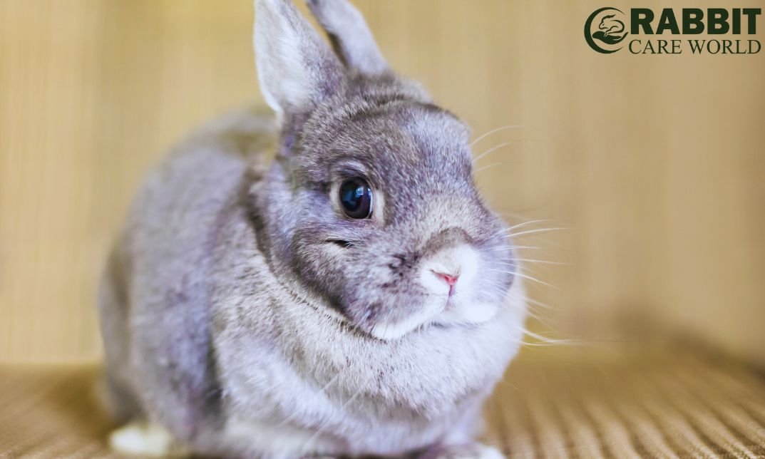 Where Do Grey Rabbits Unique Behavior Come From: Unveiling Secrets