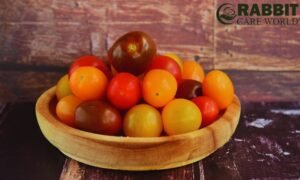 Can Guinea Pigs Eat Grape Tomatoes