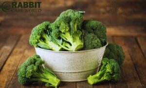 Can Guinea Pigs Eat Raw Broccoli