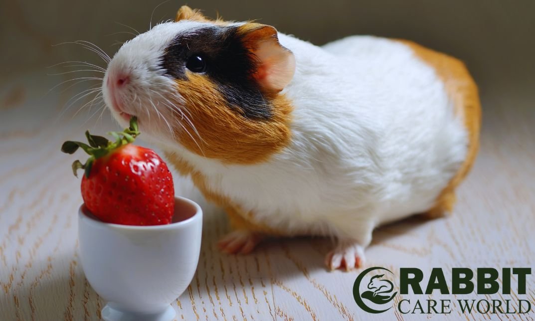 Can Guinea Pigs Eat Wild Strawberries: Safe Treat or Risk