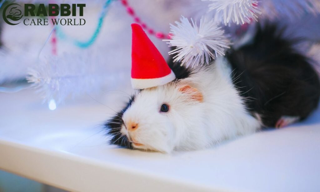 Costumes for Guinea Pigs