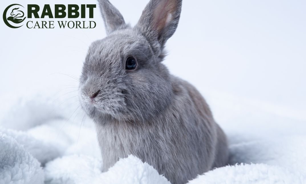 Do Rabbits Need Blankets: Essential Tips for Bunny Care