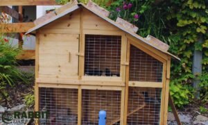 How Much Space for One Guinea Pig