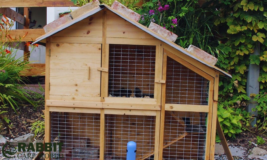 How Much Space for One Guinea Pig: Essential Habitat Guide