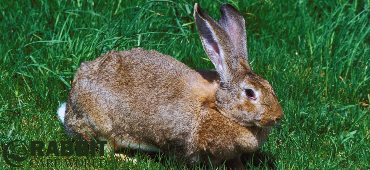 Introduction To Flemish Giant Rabbits