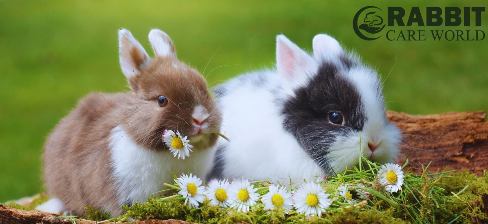 Unisex Bunny Names