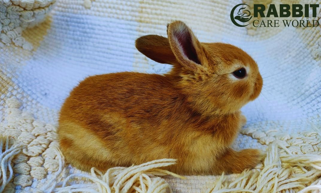 What is the Smallest Rabbit: Discover the Tiny Marvel