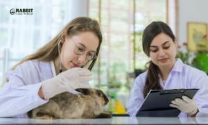 How to Simple and Happy Rabbit Diet and Nutrition Guide